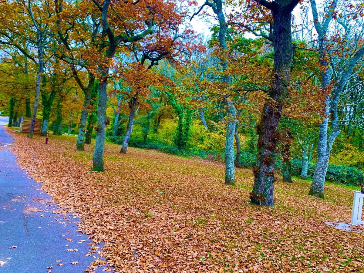 Forest Haven Sway Buitenkant foto